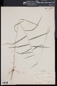 Muhlenbergia sobolifera image