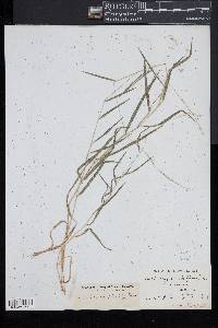 Muhlenbergia sobolifera image