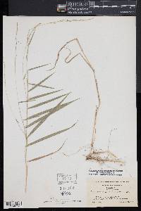 Muhlenbergia sobolifera image