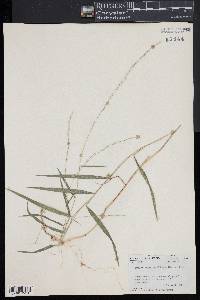 Muhlenbergia sobolifera image