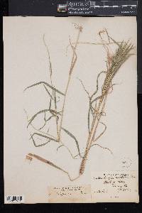 Muhlenbergia sobolifera image