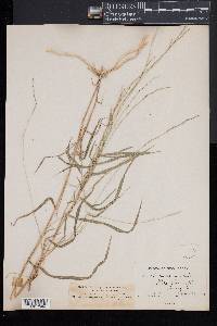 Muhlenbergia sobolifera image