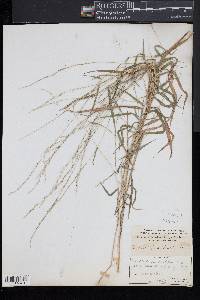 Muhlenbergia sobolifera image