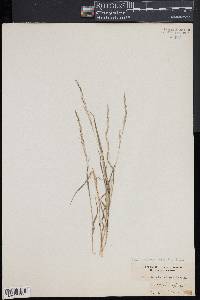 Muhlenbergia sylvatica image