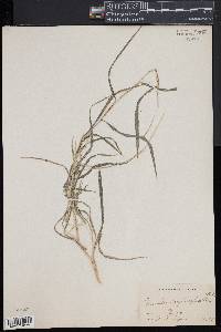 Muhlenbergia sylvatica image