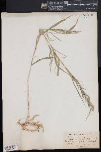 Muhlenbergia sylvatica image