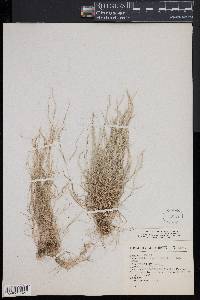 Muhlenbergia tenella image