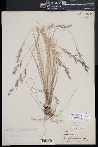 Muhlenbergia tenuiflora image