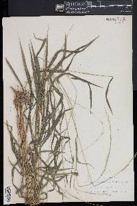 Muhlenbergia tenuiflora image