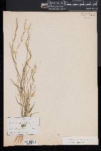 Muhlenbergia tenuiflora image