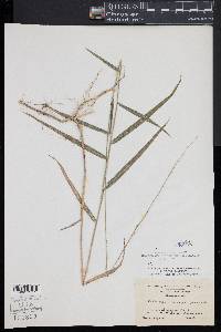 Muhlenbergia tenuiflora image