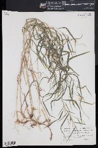 Muhlenbergia tenuiflora image