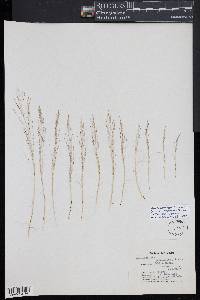 Muhlenbergia torreyi image