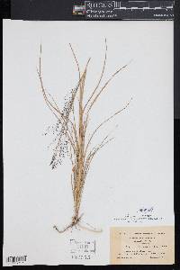 Muhlenbergia torreyana image