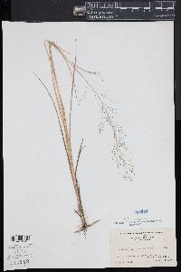 Muhlenbergia torreyana image