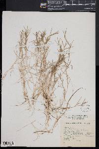 Muhlenbergia utilis image