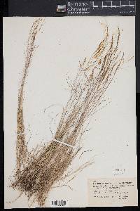 Muhlenbergia uniflora image