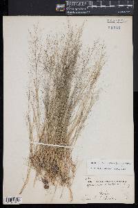 Muhlenbergia uniflora image