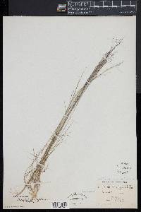 Muhlenbergia uniflora image