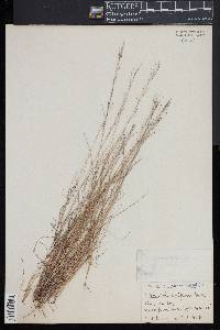 Muhlenbergia uniflora image