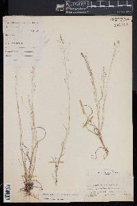 Muhlenbergia uniflora image