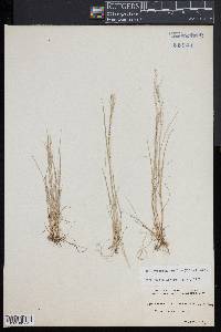 Muhlenbergia uniflora image