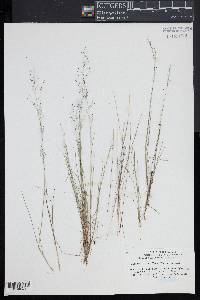 Muhlenbergia uniflora image