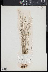 Muhlenbergia uniflora image