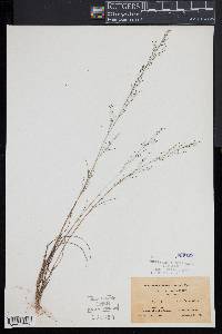 Muhlenbergia uniflora image