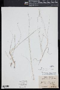 Muhlenbergia uniflora image