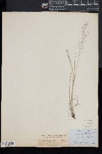 Muhlenbergia uniflora image