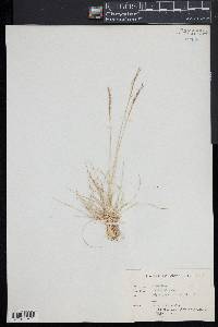 Nardus stricta image