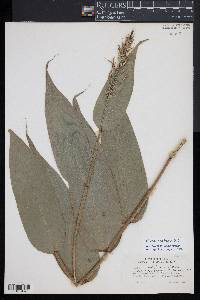 Olyra latifolia image