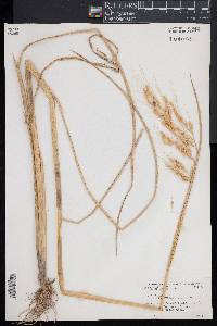 Oryza sativa image