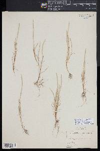 Parapholis filiformis image