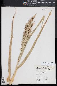 Panicum amarum image