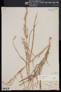 Panicum amarum image