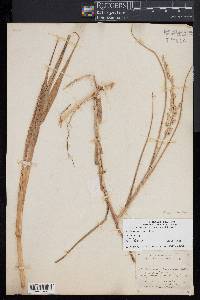 Panicum amarum image