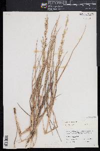 Panicum amarum image