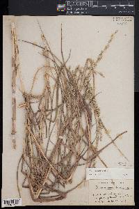 Panicum amarum image