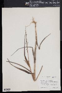 Panicum amarum image