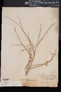 Panicum amarum image