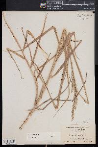 Panicum amarum image
