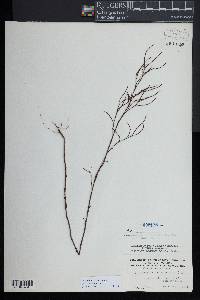 Polygonum articulatum image