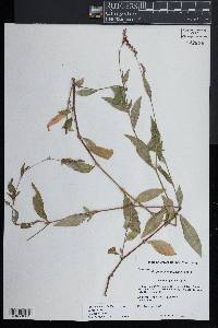 Persicaria posumbu image
