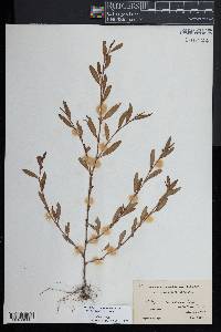 Polygonum ramosissimum image