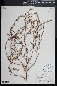 Polygonum ramosissimum subsp. prolificum image