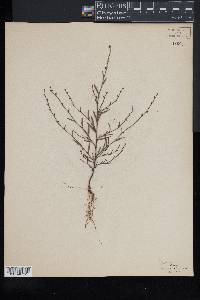 Polygonum tenue image