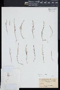 Polygonum tenue image