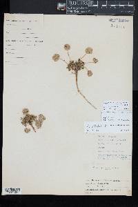Calyptridium umbellatum image